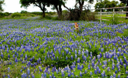 Martelle Luedecke’s ranch in Burnet bursts into blue each spring. Best bluebonnet cultivation advice, according to Luedecke, a Master Naturalist with a degree in botany, is to let them grow on their own. Photo by Martelle Luedecke