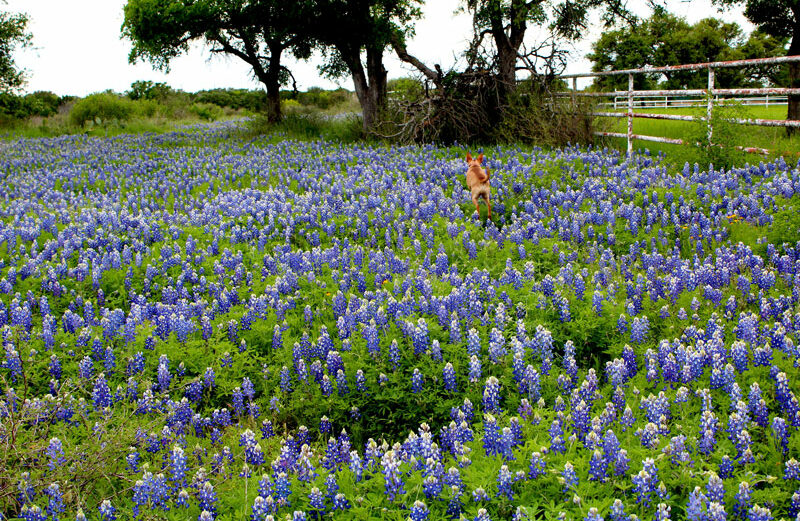 Martelle Luedecke’s ranch in Burnet bursts into blue each spring. Best bluebonnet cultivation advice, according to Luedecke, a Master Naturalist with a degree in botany, is to let them grow on their own. Photo by Martelle Luedecke