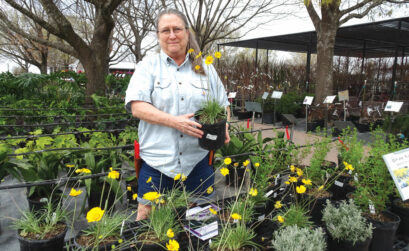 Mary Kay Pope displays Copper Canyon daisy plants at Backbone Valley Nursery in Marble Falls. The flower attracts butterflies and bees but not deer, which makes it an especially good choice for unfenced areas. Staff photo by Suzanne Freeman