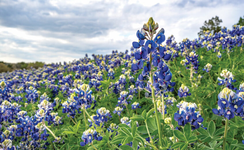 It's time to sow bluebonnet and other wildflower seeds for a spring show of color. Photo by Ronnie Madrid/Divine Radiance Photography