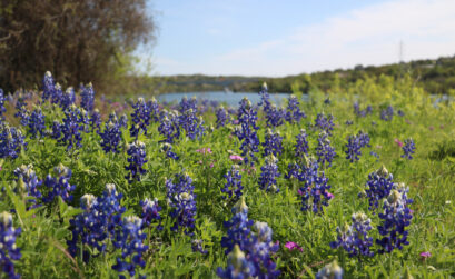 Bluebonnets at Lake Marble Falls. Visit Marble Falls recently introduced its new Wildflower Scenic Route map that includes trails to see all wildflowers in the Highland Lakes. 101HighlandLakes.com photo