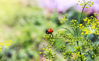 Plant dill to attract ladybugs and other beneficial insects to your garden.