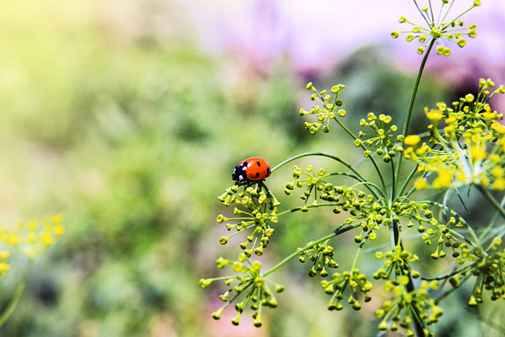 Plant dill to attract ladybugs and other beneficial insects to your garden.