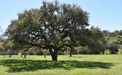 Live oak. iStock photo by Leslie Quiroz