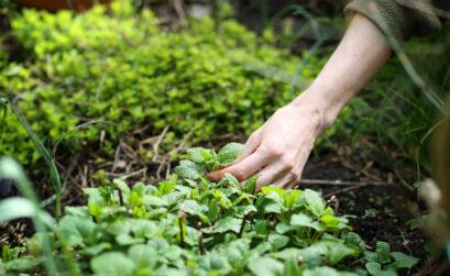 Mints grow well in the shade and are a refreshing addition to a big glass of iced tea.