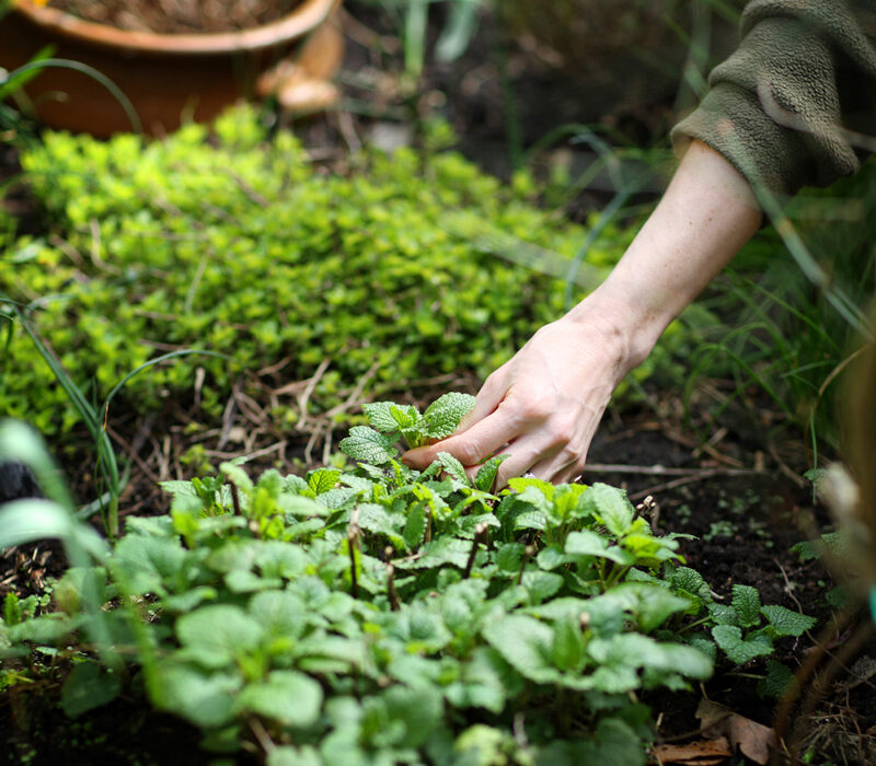 Mints grow well in the shade and are a refreshing addition to a big glass of iced tea.