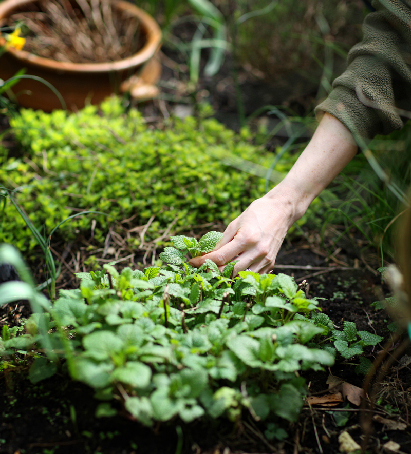 Mints grow well in the shade and are a refreshing addition to a big glass of iced tea.