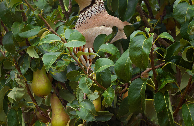 What does a 'partridge in a pear tree' really mean?