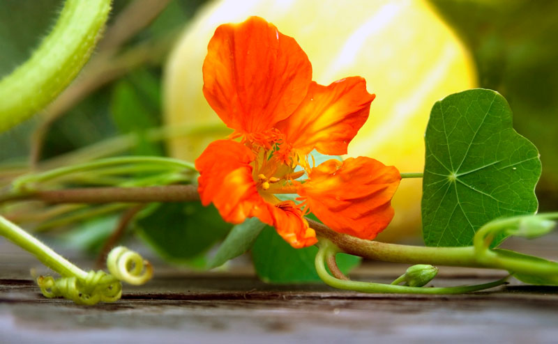 Pick a more perfect pumpkin with these problem-solving tips for your patch, including planting companion nasturtiums to keep away squash bugs.