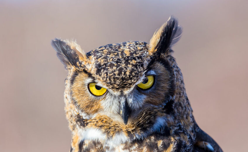 The great horned owl is named for its two feather tufts, like horns, on top of its head.