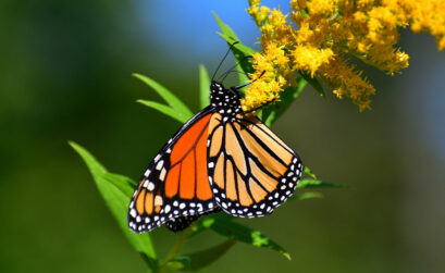 An adult monarch weighs about half a gram. Sensory organs on their feet and head help them identify plants, such as this goldenrod. iStock photo