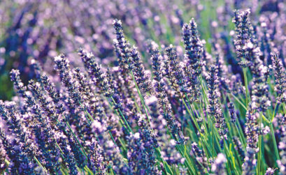 The Highland Lakes is home to several lavender farms.