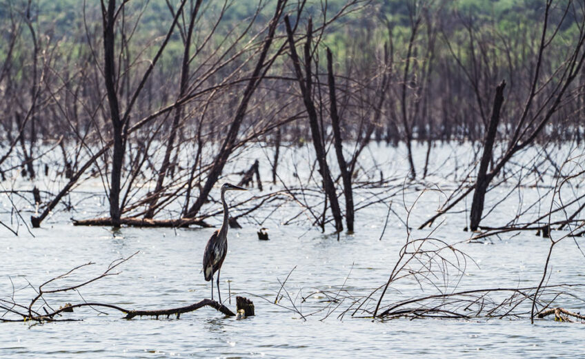 A great blue heron hunts among the dead brush and trees in Lake Buchanan at the mouth of the Colorado River as it feeds into the lake. Photo by Ronnie Madrid/Divine Radiance Photography