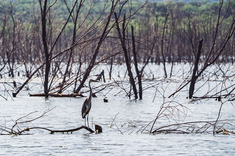 A great blue heron hunts among the dead brush and trees in Lake Buchanan at the mouth of the Colorado River as it feeds into the lake. Photo by Ronnie Madrid/Divine Radiance Photography