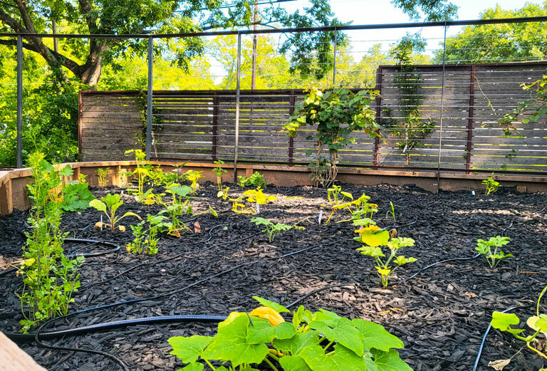 Squash plants grow in the Science Mill's new Food Forest. A grand opening for the Johnson City museum exhibit is Aug. 19. Photo courtesy of the Science Mill