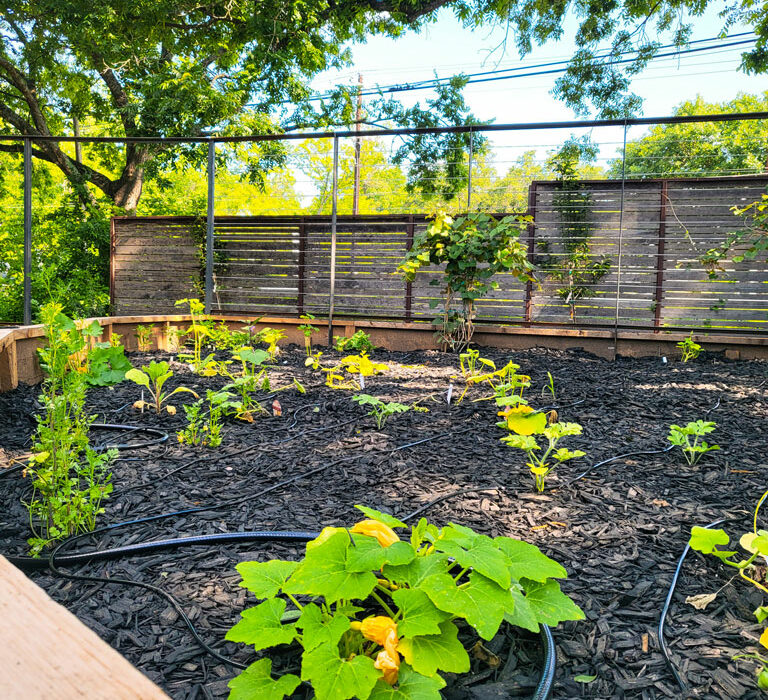 Squash plants grow in the Science Mill's new Food Forest. A grand opening for the Johnson City museum exhibit is Aug. 19. Photo courtesy of the Science Mill