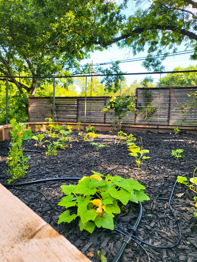 Squash plants grow in the Science Mill's new Food Forest. A grand opening for the Johnson City museum exhibit is Aug. 19. Photo courtesy of the Science Mill
