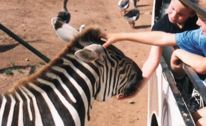 Zebras are just one of the animals you'll see at the Exotic Resort Zoo in Johnson City.