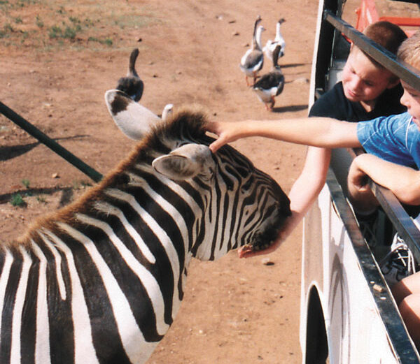 Zebras are just one of the animals you'll see at the Exotic Resort Zoo in Johnson City.