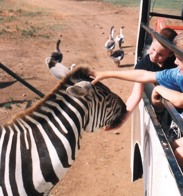 Zebras are just one of the animals you'll see at the Exotic Resort Zoo in Johnson City.