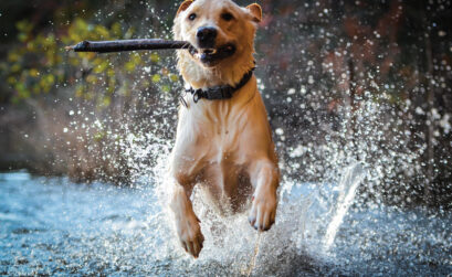 When packing dog supplies, don’t forget a few towels. Both you and your dog are going to want to take a dip in the water when visiting the Highland Lakes.