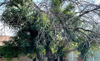 Remove dead branches from trees to get rid of the fuel load near your home and on your property. Photo by Martelle Luedecke