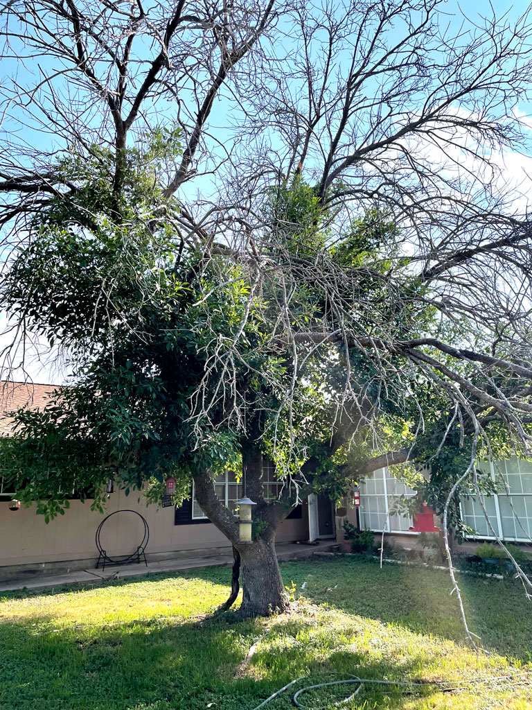 Remove dead branches from trees to get rid of the fuel load near your home and on your property. Photo by Martelle Luedecke