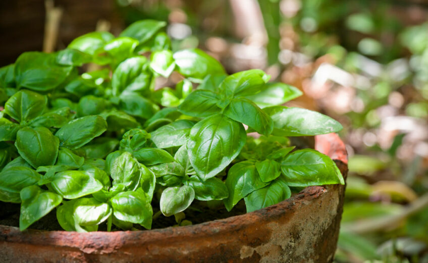 Potted basil on the patio can repel pests such as flies and mosquitoes.