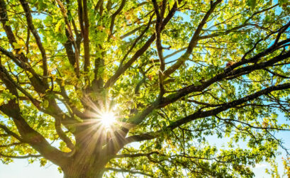 After choosing a spot to plant your garden, monitor how much sun it gets at all hours of the day and take note of any obstacles, such as an overhanging tree.