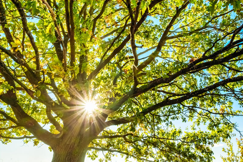 After choosing a spot to plant your garden, monitor how much sun it gets at all hours of the day and take note of any obstacles, such as an overhanging tree.