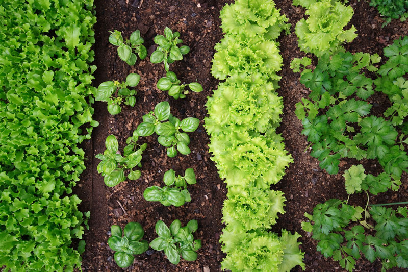 For plentiful produce later, start planting in February.