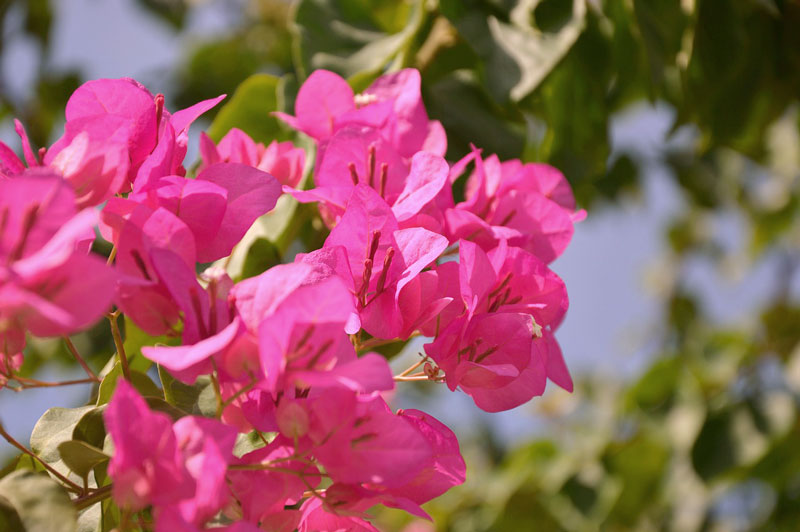 Plant bougainvillea in May for tropical color in your yards and gardens. Photo by Peggy Choucair