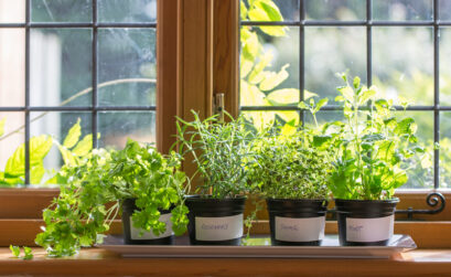 You can keep herbs growing during the winter by placing them in a sunny window.