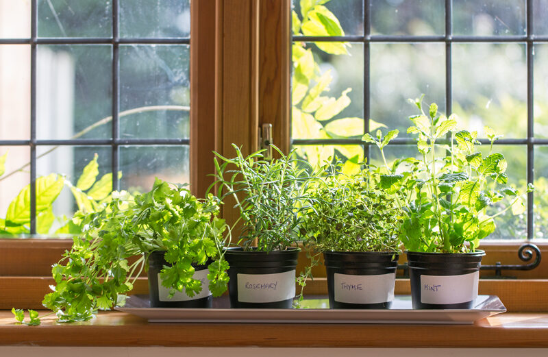 You can keep herbs growing during the winter by placing them in a sunny window.