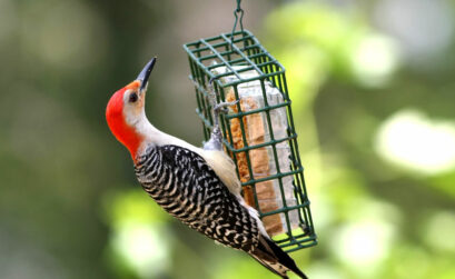 Don't forget to feed your backyard visitors. Master Gardener Sue Kersey's 'no-fail' suet recipe is below.