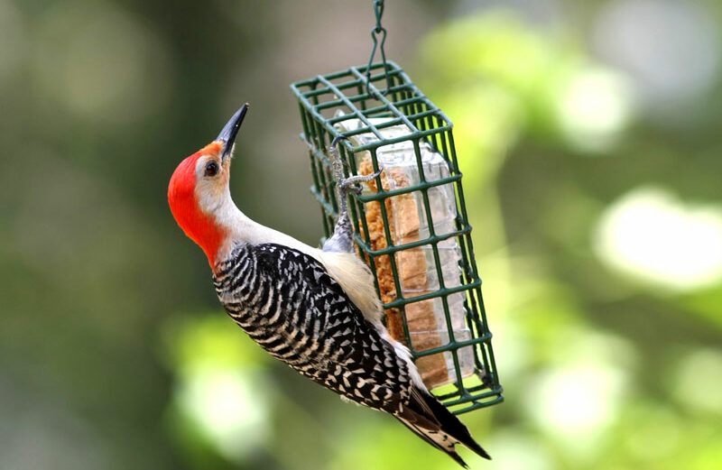 Don't forget to feed your backyard visitors. Master Gardener Sue Kersey's 'no-fail' suet recipe is below.