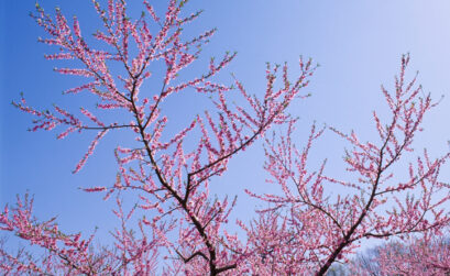 A peach tree in blossom. Chilling hours are important to choosing the right fruit tree for your garden.