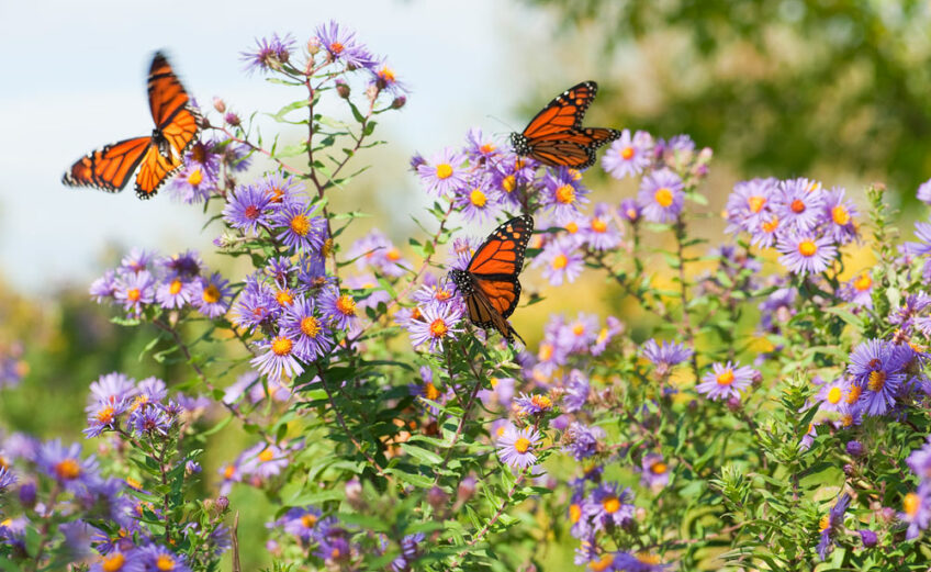 Asters are great plants to have in your garden for the monarch butterfly's fall migration. iStock image