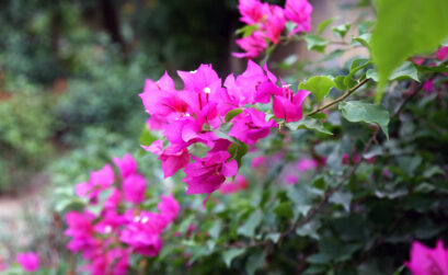 Brighten your garden with bougainvillea. Keep reading for other planting ideas this spring. iStock image