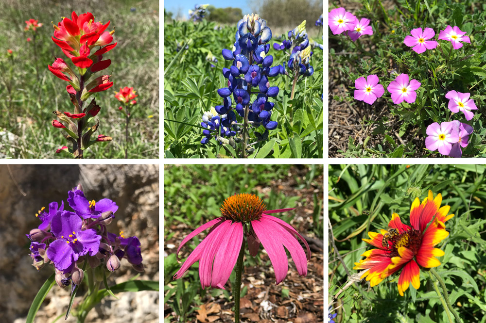 Hill Country Wildflower Identification Guide - 101 Highland Lakes