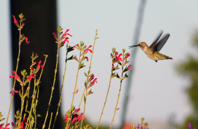 A hummingbird feeds on the nectar of red sage. Staff photo by Jennifer Greenwell