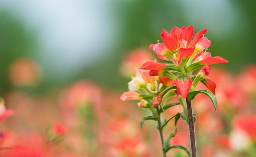 Texas paintbrushes