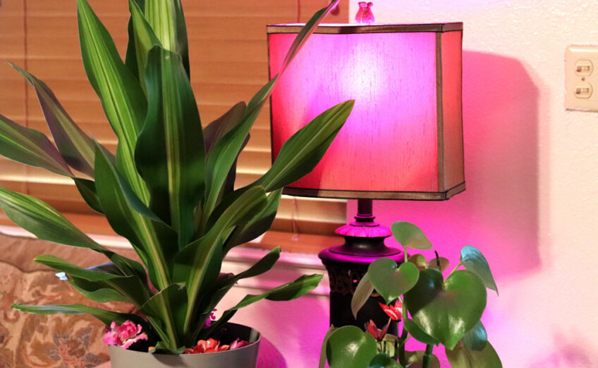 A grow light will keep your indoor plants healthy when you close your blinds to block out the summer heat and save on electricity. Photo by Martelle Luedecke