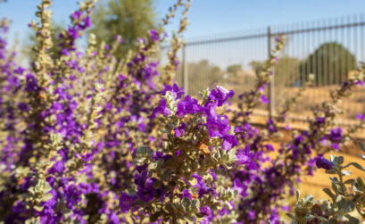 Texas sage is a beautiful native landscaping plant.