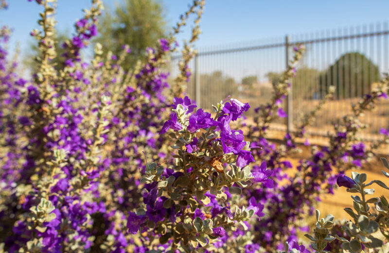 Texas sage is a beautiful native landscaping plant.