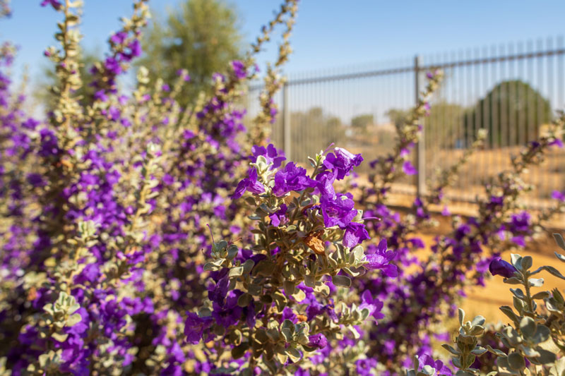 Texas sage is a beautiful native landscaping plant.