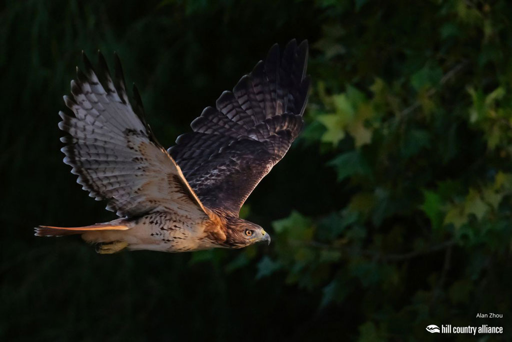 Alan Zhou took this photo of a red-tailed hawk at Mueller Greenway in Austin. 'Hawkeye' won grand prize in the 2023 Hill Country Alliance's photo contest. It will be featured in the organization's 2024 calendar, on sale now. Photo by Alan Zhou
