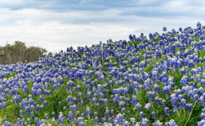 Photograph a group of bluebonnets on eye level with the flowers, as in this shot, which makes the outcropping look more full and colorful. A shot from the top down will show the dirt and leaves between the flowers and make them look sparse and less vibrant. Photos by Ronnie Madrid/Divine Radiance Photography