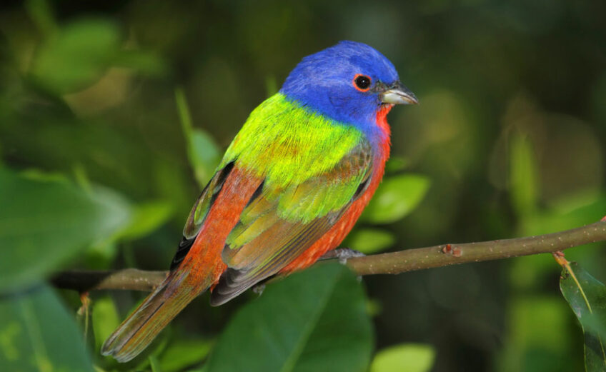 Painted buntings are common in Central Texas. Look for the brightly colored bird at your feeders.