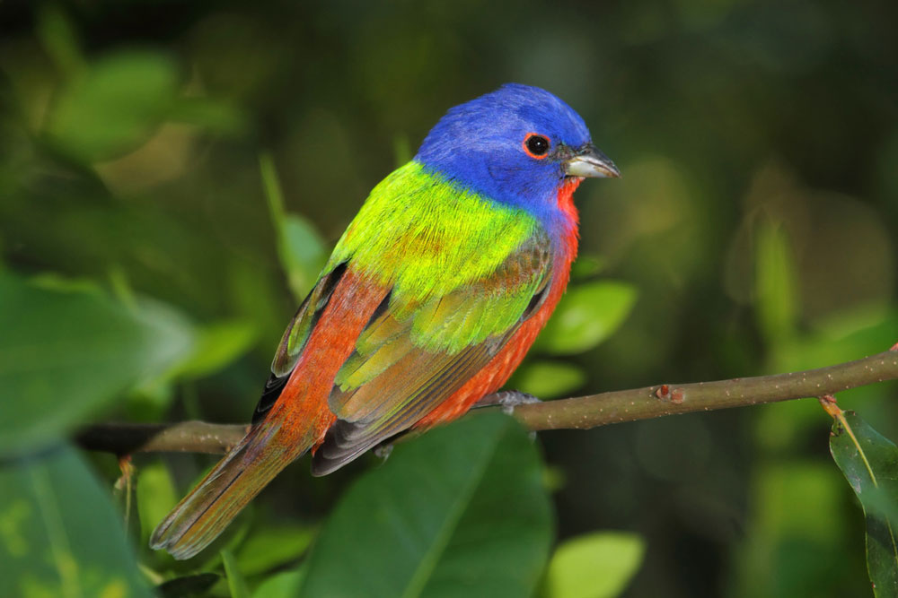 Painted buntings are common in Central Texas. Look for the brightly colored bird at your feeders.